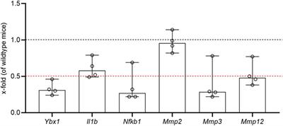 An old friend with a new face: YB-1 and its role in healthy pregnancy and pregnancy-associated complications